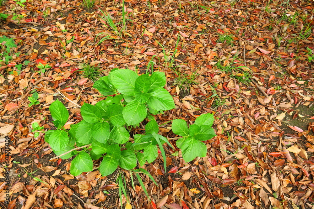 Obraz premium 樟の春の枯れ葉と新緑の紫陽花