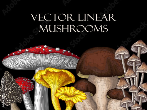 Vector illustration of a set of mushrooms in engraving style. Colored graphic linear fly agaric, chanterelle, white fungus, morel, mycena