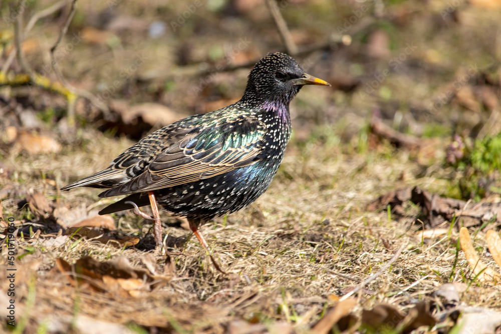 Obraz premium Songbird