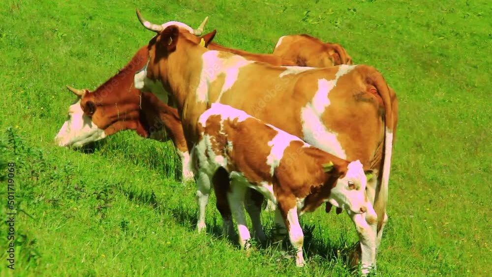 Cows grazing grass on high mountain pasture.