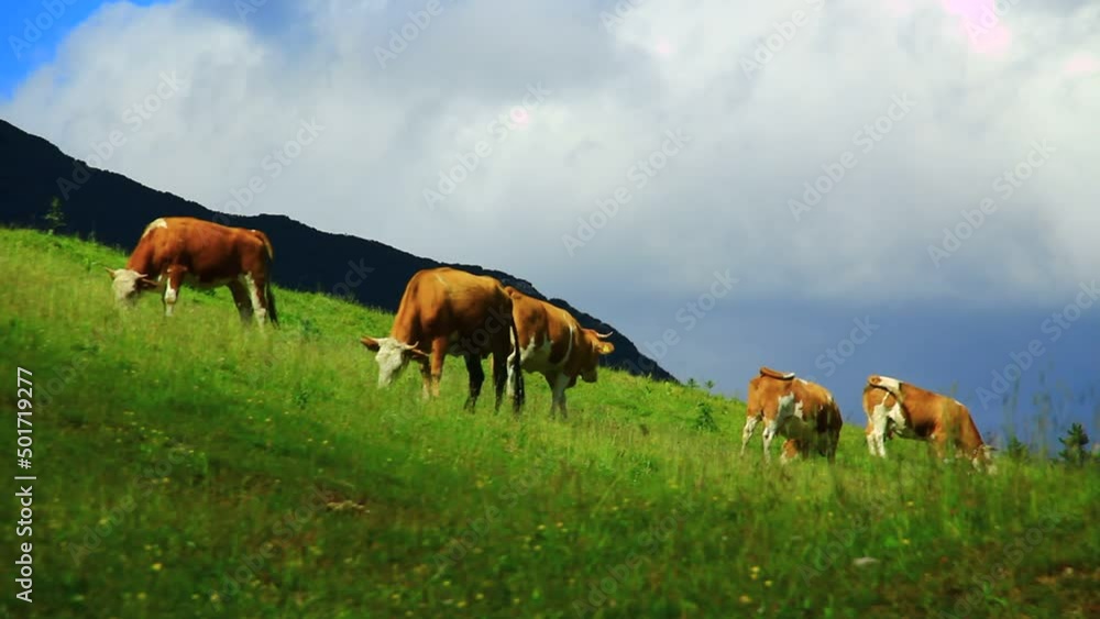 Cows grazing grass on high mountains pasture. Cows grazing grass on high mountains pasture.