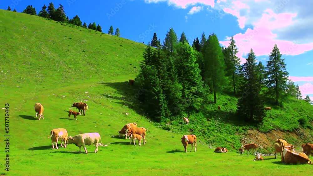 Cows grazing grass on high mountains pasture. Cows grazing grass on high mountains pasture.