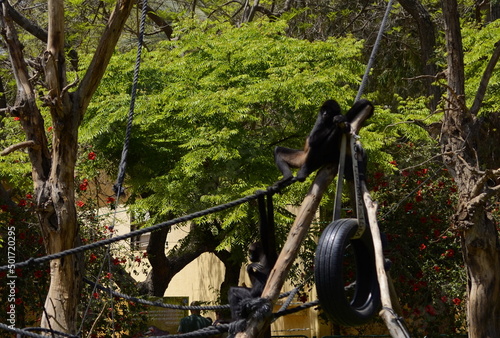 Black monkeys in the zoo. Monkey village. Black monkeys play in the trees