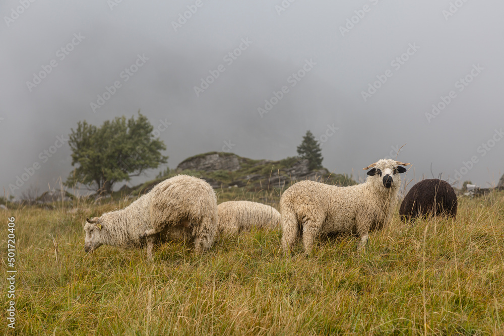 Fototapeta premium White-horned sheep on a mountain pasture in a French village, alpine autumn meadows