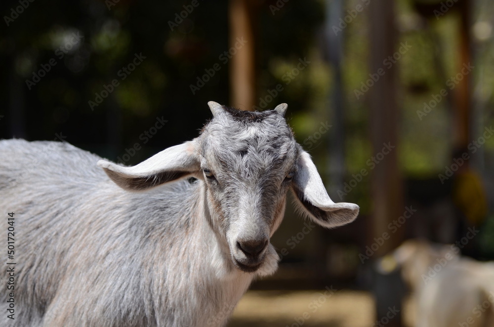 Domestic mountain goat. Female, close-up portrait Domestic mountain goat. Female, close-up portrait