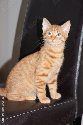 Kitten on a chair © oceane2508