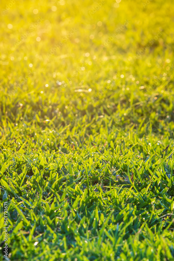 Selective focused on green grass lawn with warm light on the top corner. Selective focused on green grass lawn with warm light on the top corner.