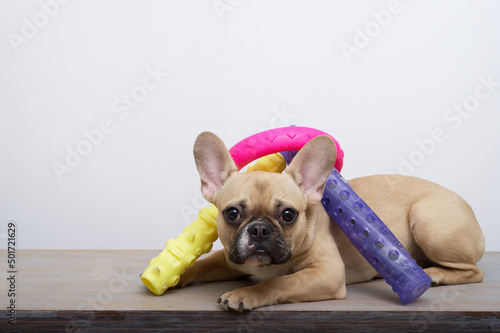 Purebred dog sad french bulldog with a funny black muzzle with big ears and black eyes sits posing next to a variety of colored toys attentively looks into the camera funny leaning © Sergei