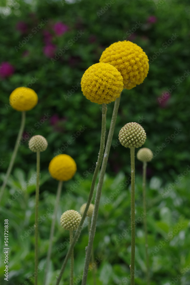 黄色いまんまるの花 黄色いまんまるの花