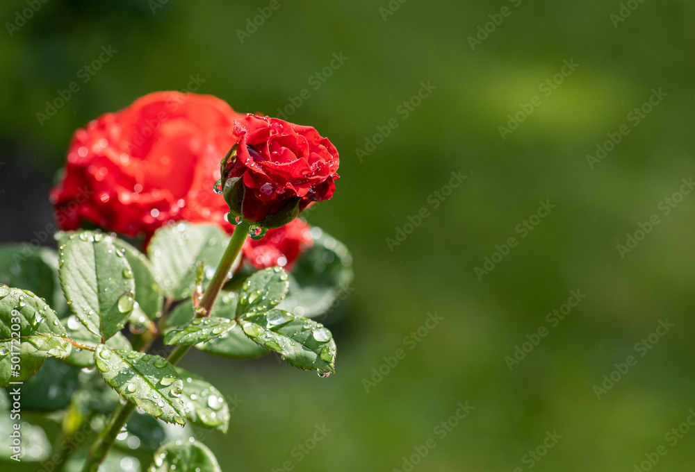 Nice big red rose with bokeh nature flora gardening macro, freshness and water drops