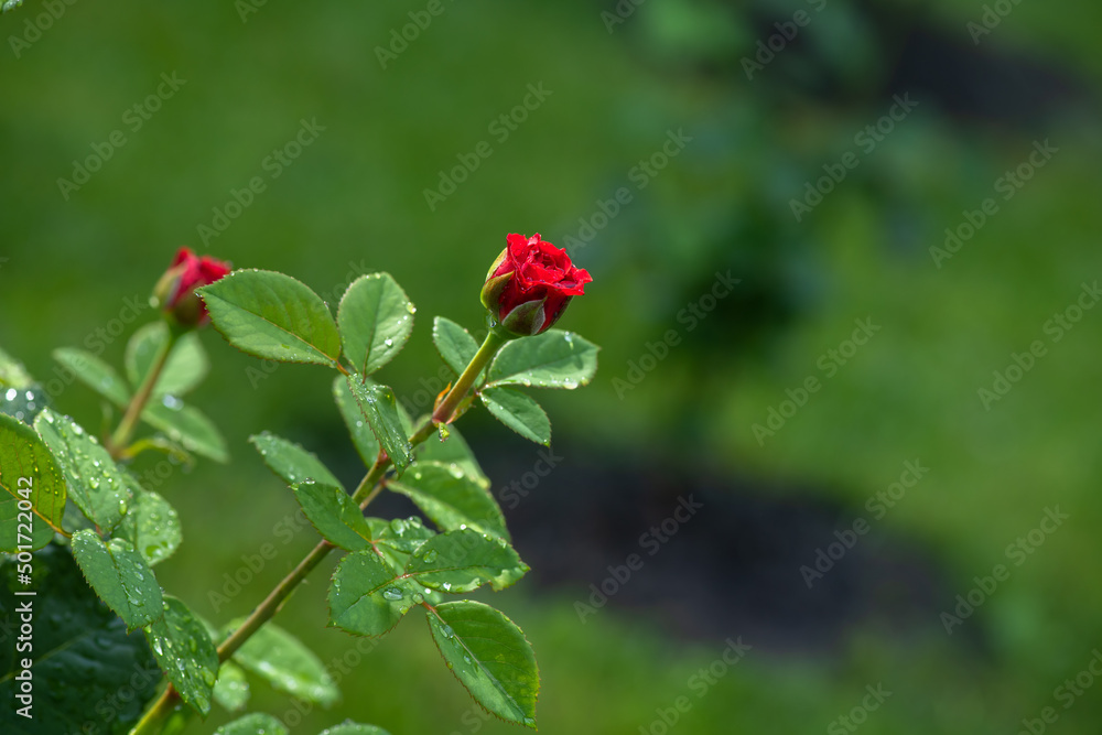 Nice big red rose with bokeh nature flora gardening macro, freshness and water drops Nice big red rose with bokeh nature flora gardening macro, freshness and water drops