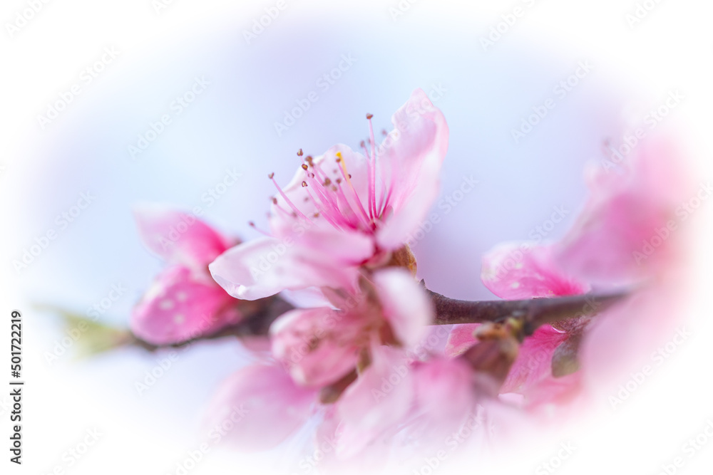 Fototapeta premium Beautiful Pink Peach Blossoms in a Garden