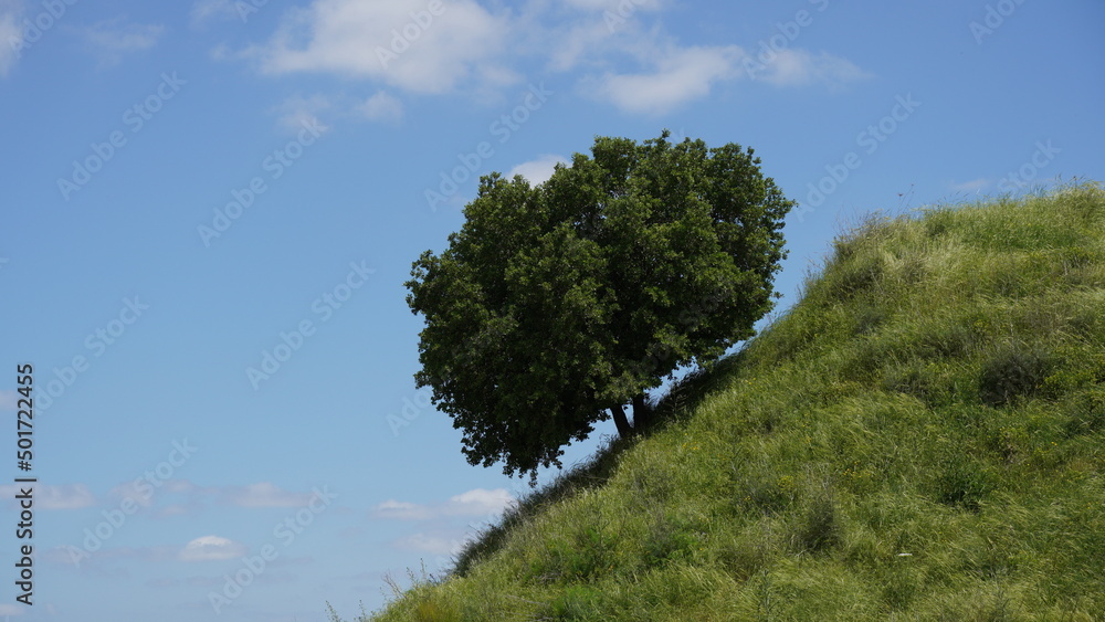 Obraz premium Lonely tree on a green slope of a hill against blue sky