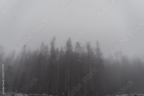 Nebel wald im winter