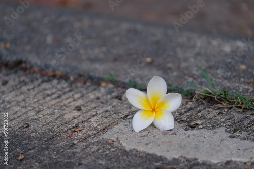 Plumeria or frangipani on the ground. Tropical flowers with white and yellow flower. Spa meditation mood. 