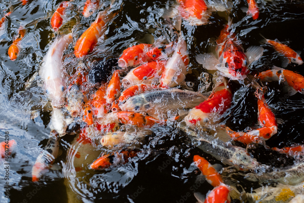 carp fish pond background, colorful background, Fancy carp carp fish pond background, colorful background, Fancy carp