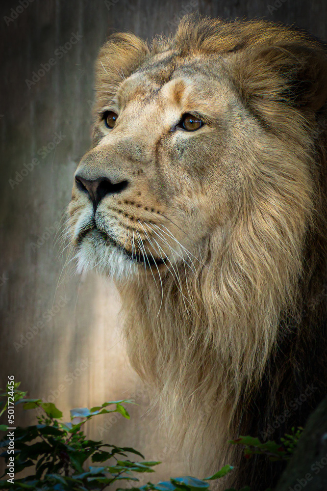 portrait of a male lion looking left