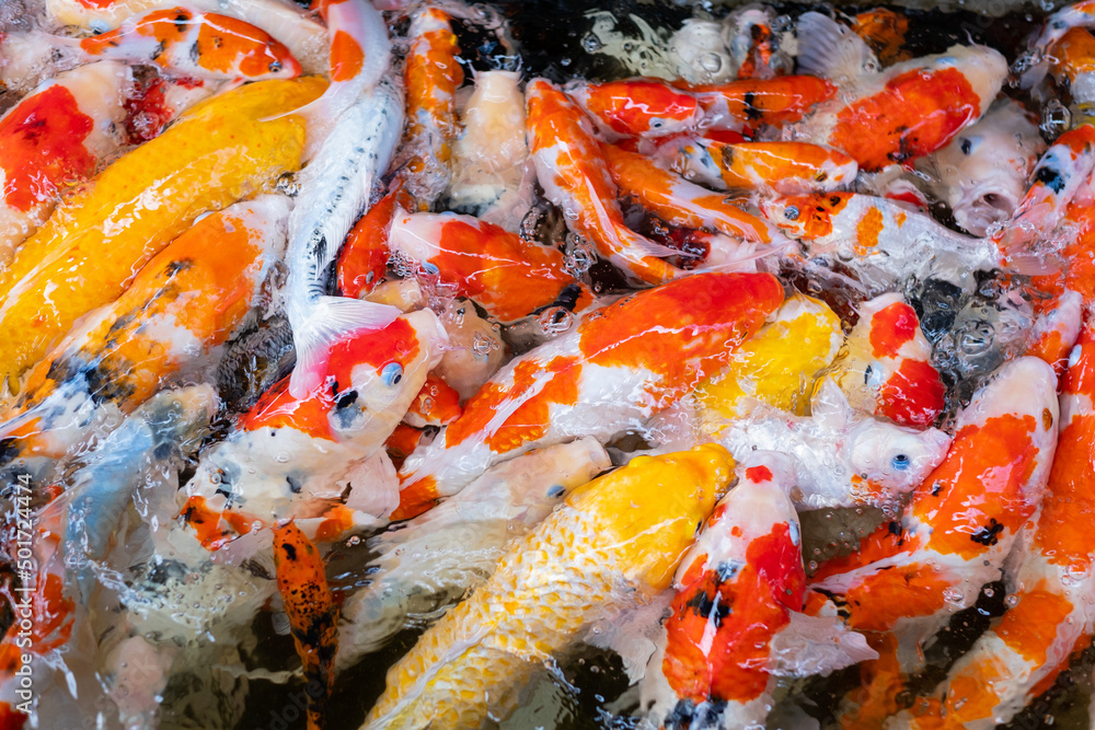 carp fish pond background, colorful background, Fancy carp carp fish pond background, colorful background, Fancy carp