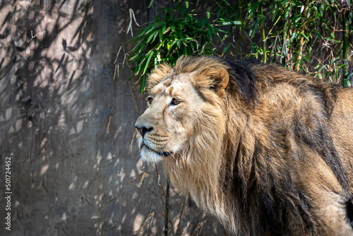 closeup portrait of a fierce male lion