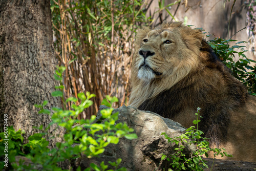 a male lion resting in the forest