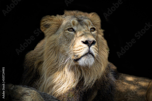 closeup portrait of a male lion laying in the bushes