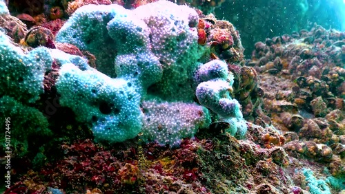 Blue sea sponges (Spongia) on the coastal cliffs in Bulgaria. Fauna of the Black Sea photo