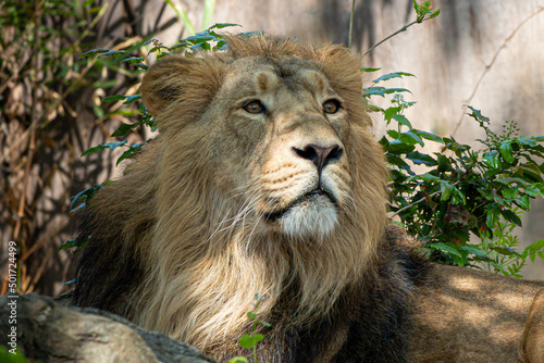 closeup portrait of a male lion laying in the bushes