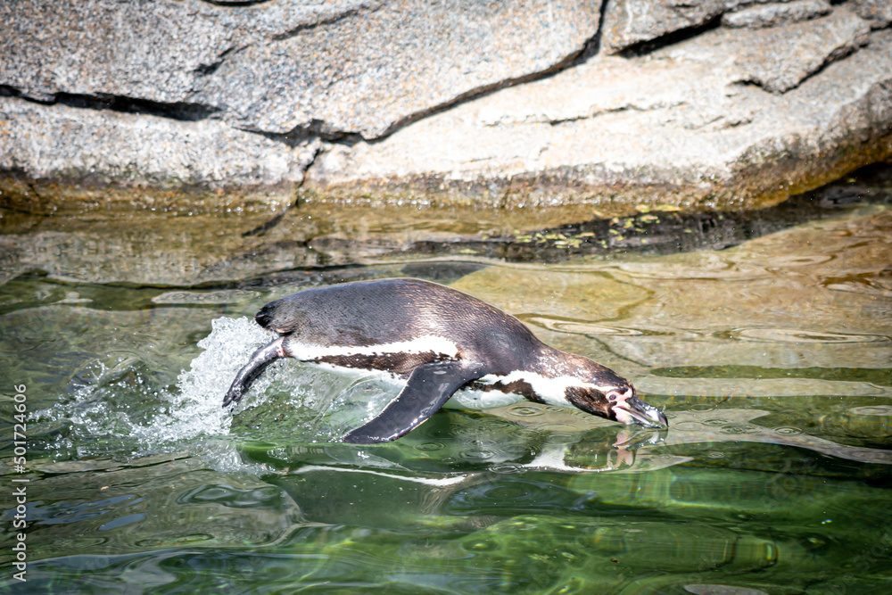 Fototapeta premium a pinguine jumping out of the water while swimming