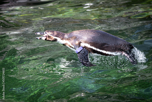 a pinguine jumping out of the water while swimming