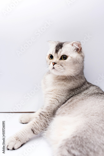 Portrait of a Scottish gray-haired domestic cat on a white background
