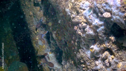 Young fish Brown meagre (Sciaena umbra)  in underwater cave. Fauna of the Black Sea photo