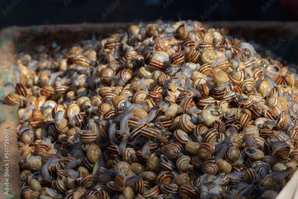 Lumaconi esposte per la vendita Lumaconi esposte per la vendita