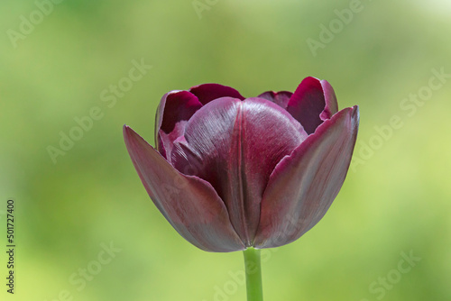 close up of dark violet tulip