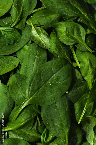 Texture photo of a fresh spinach with water drops close up