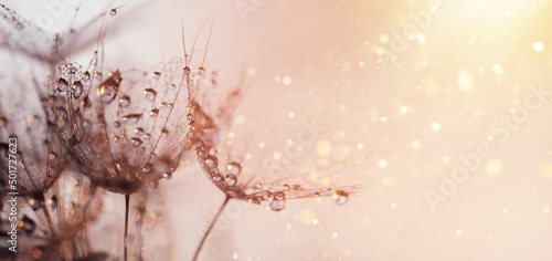 Macro nature. Beautiful dew drops on dandelion seed macro. Beautiful soft sunset background. Water drops on parachutes dandelion. Copy space. soft focus on water droplets. abstract background