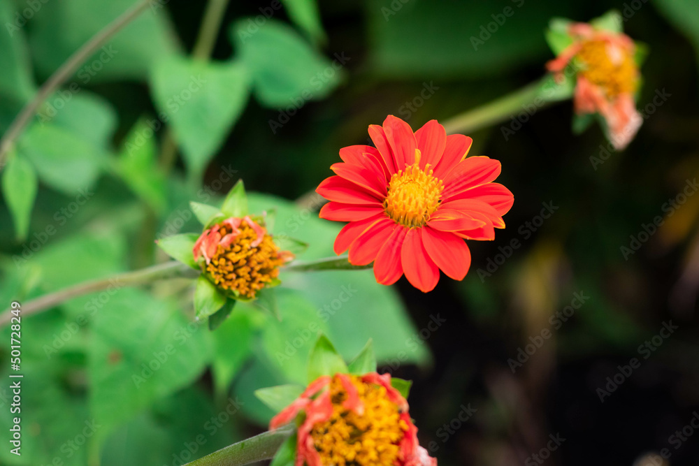 Red majors flower closeup. Mature majors flower. Red majors flower closeup. Mature majors flower.