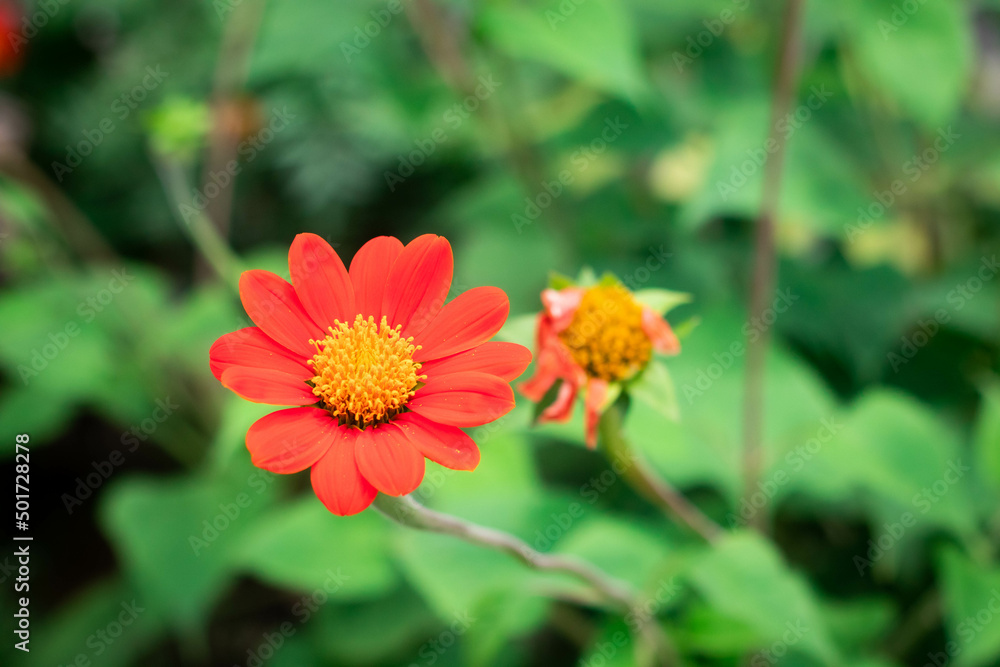 Red majors flower closeup. Mature majors flower. Red majors flower closeup. Mature majors flower.