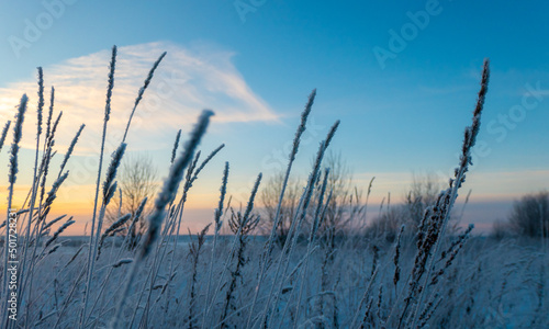 Selective focus of small dry ear of grass covered with snow in winter in sunset on blurred background