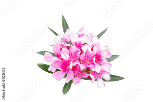 Pink flower of Oleander  Sweet Oleander  Rose Bay or Nerium oleander bloom in the garden is a Thai herb isolated on white background included clipping path.