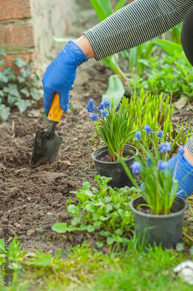 Fototapeta premium gardening, planting flower plants in the ground, spring, vegetable garden, woman planting flowers with a shovel in her hand, garden and vegetable garden