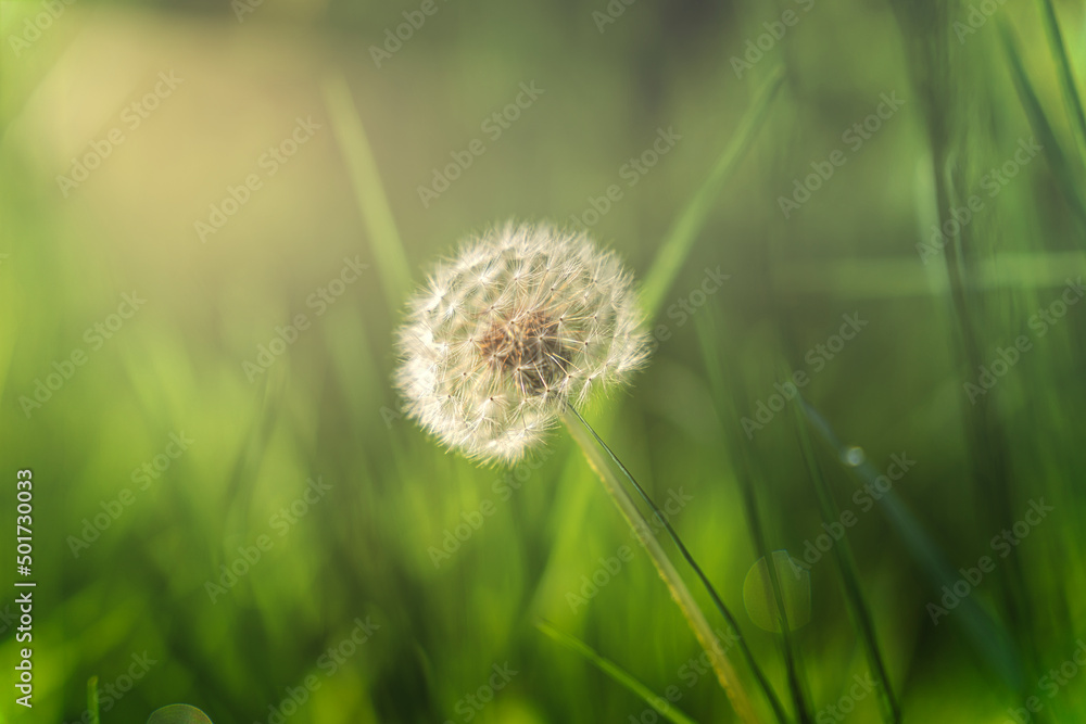 Fototapeta premium Small flower nature green background colour morning sunlight sun-ray fresh and amazing view high-quality close-up image 