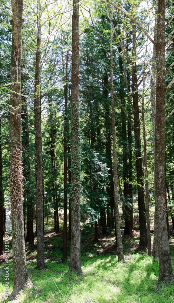 big trees in the mountains big trees in the mountains