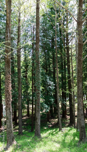 big trees in the mountains