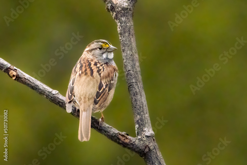 Small white throated sparrow perched on a branch photo