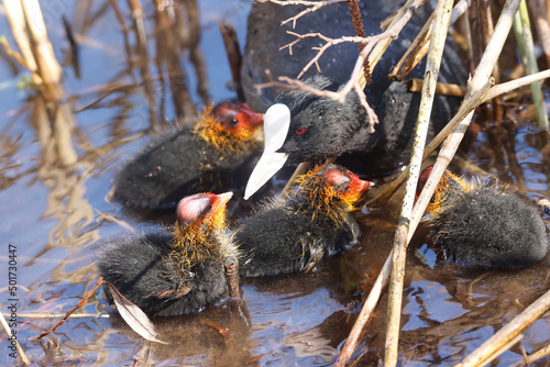 A Coot with Chicks in a Park, Ziegeleipark Heilbronn, Germany, Europe photo