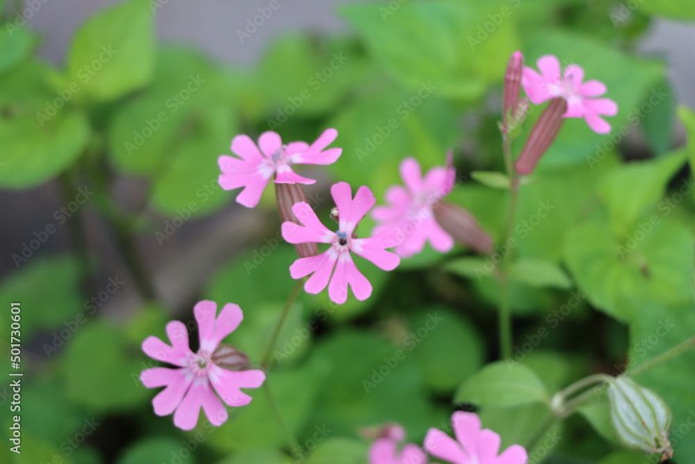花 花