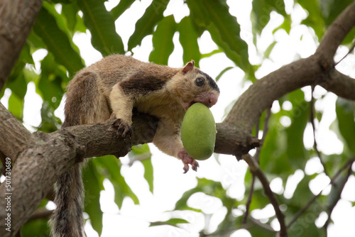 A grizzled giant squirrel eating a mango.