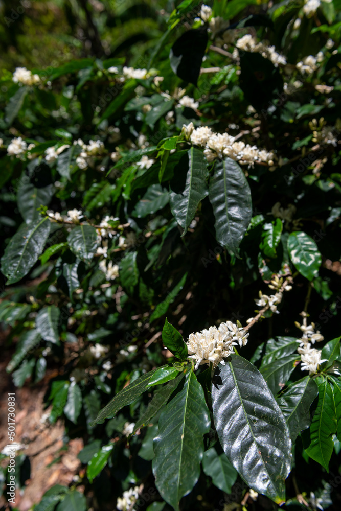Coffee tree branch with green leaves and white flowers in a sunny day, Chiriqui highlands, Panama, Central America
