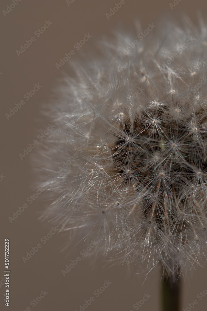 Fototapeta premium Close-up macro shot of Dandelion flower seeds
