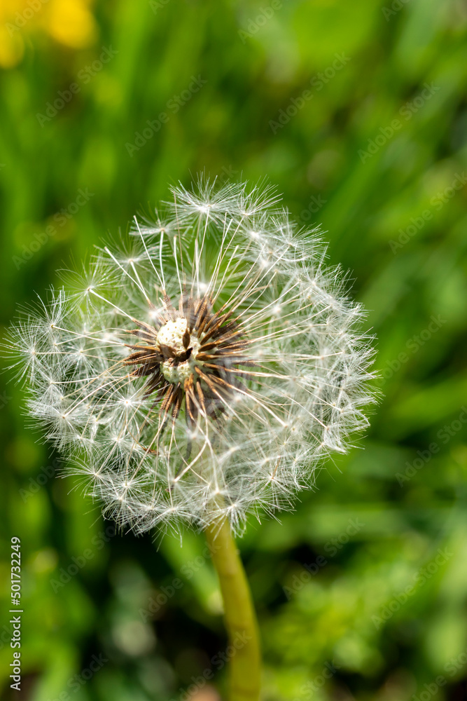 Close-up macro shot of Dandelion flower seeds Close-up macro shot of Dandelion flower seeds